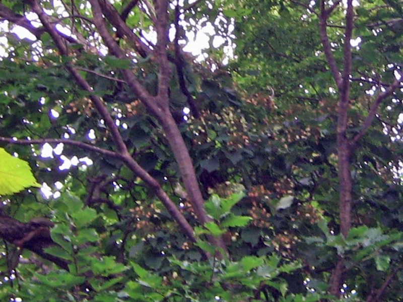 f:id:atarou:20130819085723j:image