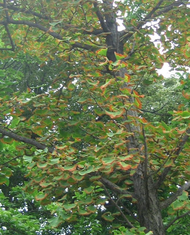 f:id:atarou:20130819085725j:image