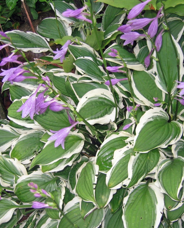 f:id:atarou:20130820072602j:image