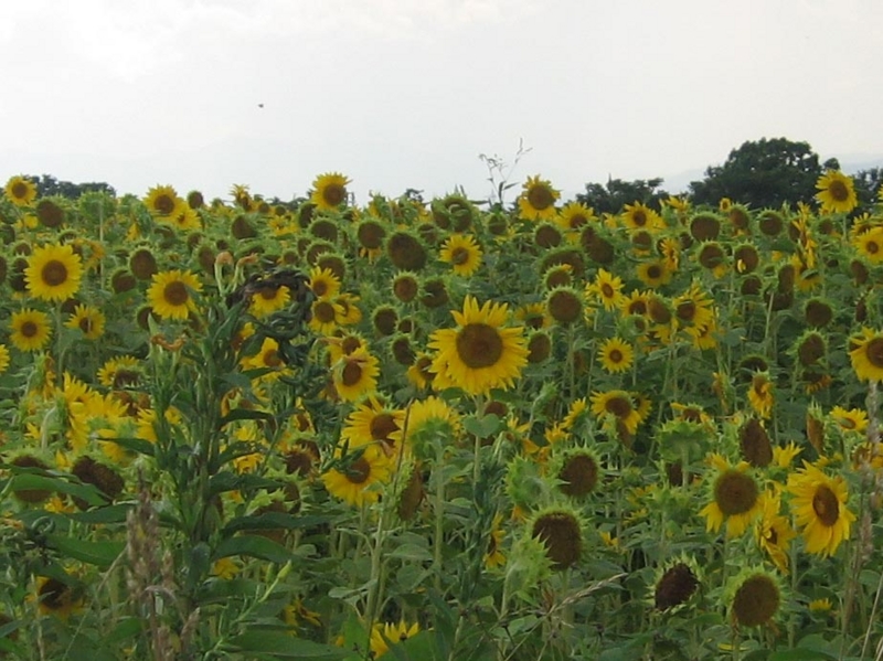 f:id:atarou:20130820084308j:image