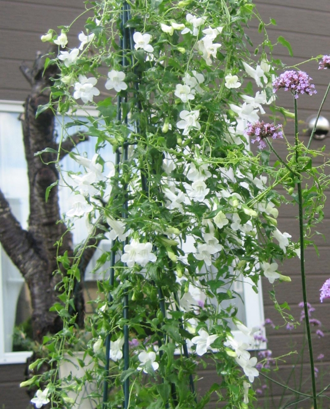 f:id:atarou:20130820091450j:image