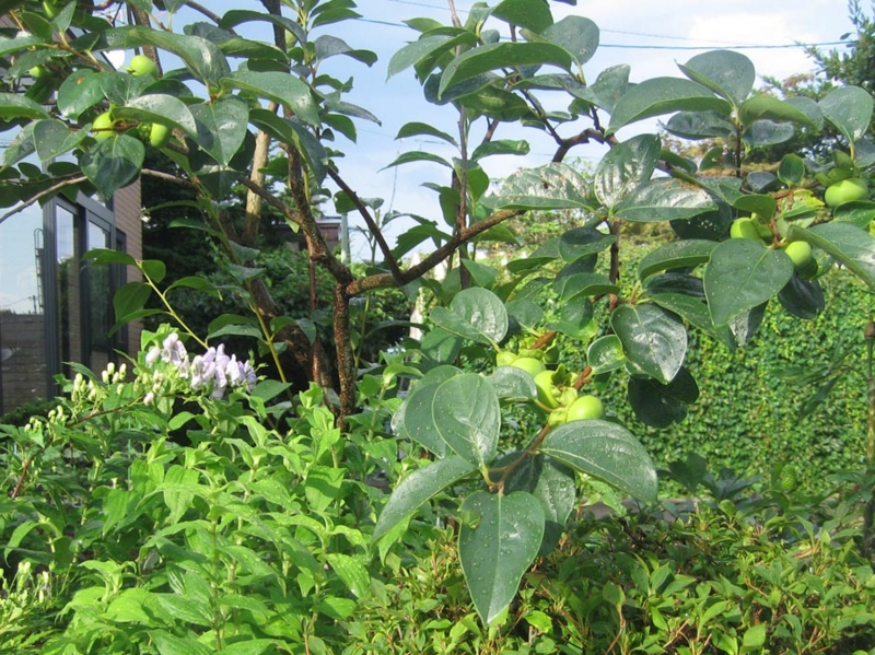 f:id:atarou:20130820091724j:image