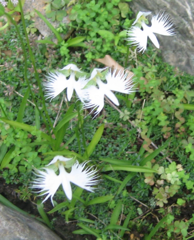 f:id:atarou:20130821062838j:image