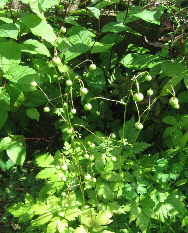 f:id:atarou:20130821070543j:image
