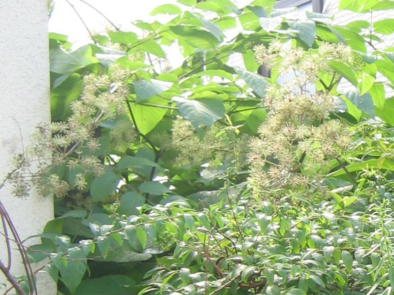 f:id:atarou:20130821083944j:image