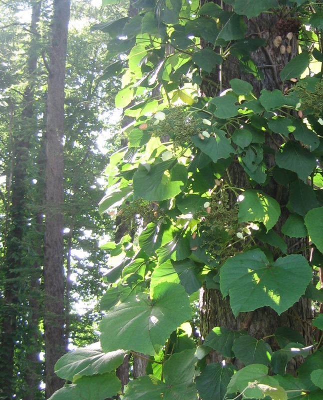 f:id:atarou:20130821084838j:image