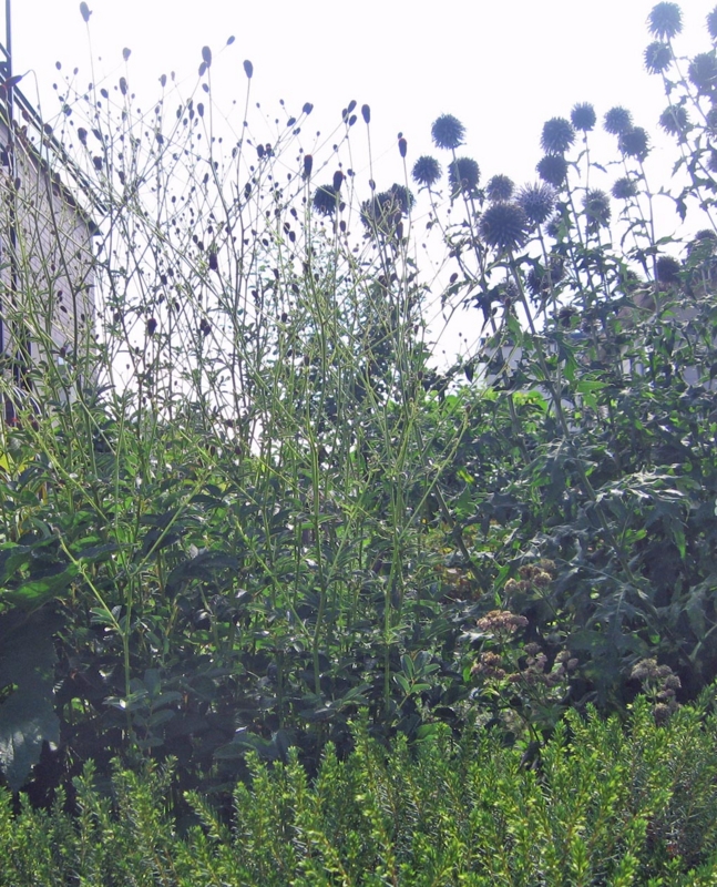 f:id:atarou:20130821084843j:image