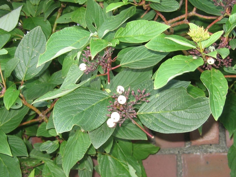 f:id:atarou:20130821085702j:image