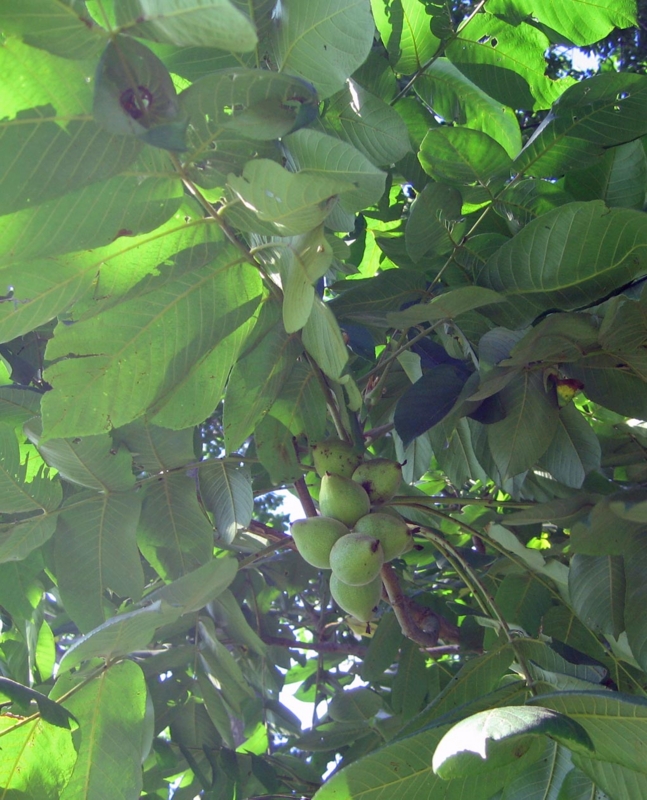 f:id:atarou:20130828131259j:image