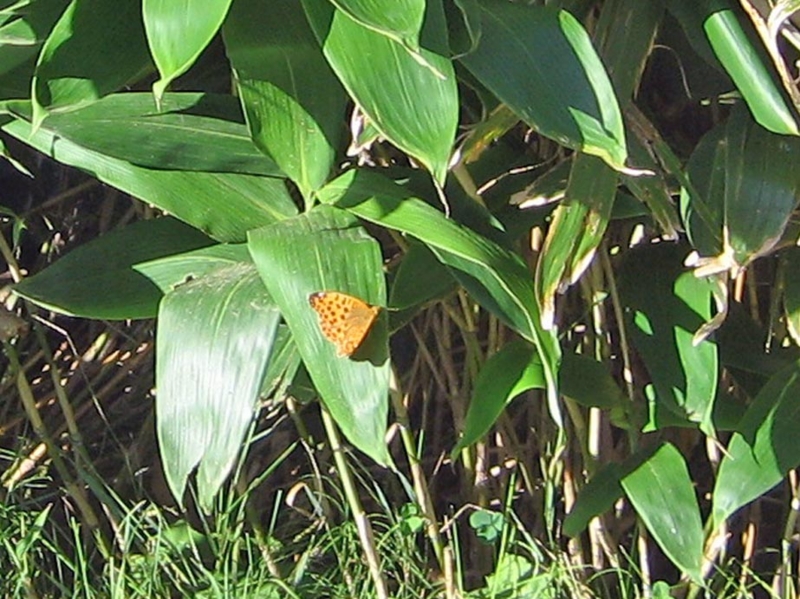 f:id:atarou:20130828132152j:image