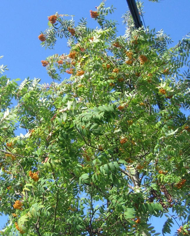 f:id:atarou:20130828132154j:image