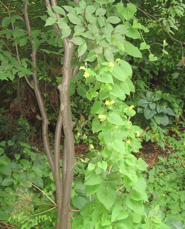 f:id:atarou:20130831055226j:image