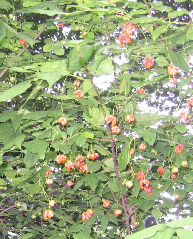 f:id:atarou:20130831062745j:image