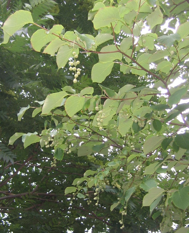 f:id:atarou:20130831063832j:image