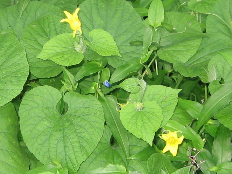 f:id:atarou:20130831064441j:image