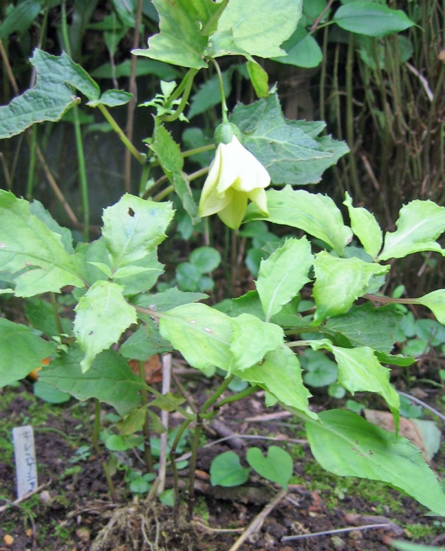 f:id:atarou:20130921064616j:image