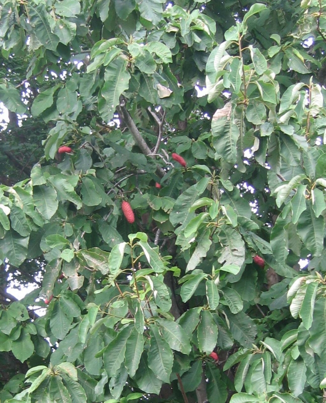 f:id:atarou:20130921070621j:image