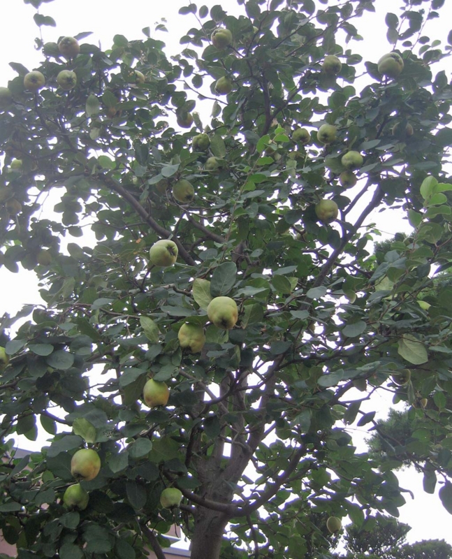 f:id:atarou:20130921070626j:image