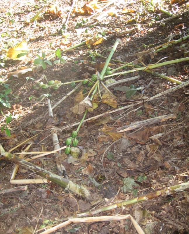 f:id:atarou:20131003070755j:image f:id:atarou:20131003070755j:image