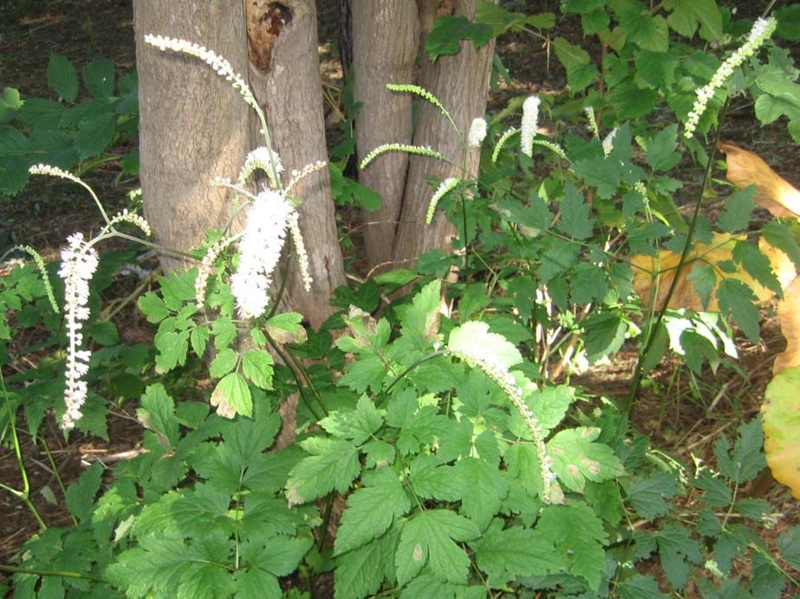 f:id:atarou:20131003070758j:image f:id:atarou:20131003070758j:image