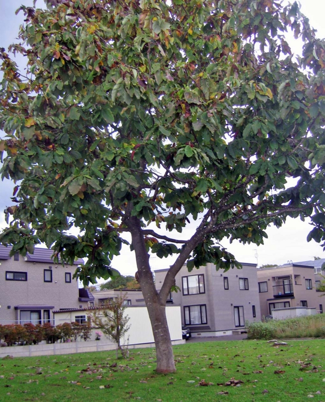 f:id:atarou:20131013085814j:image