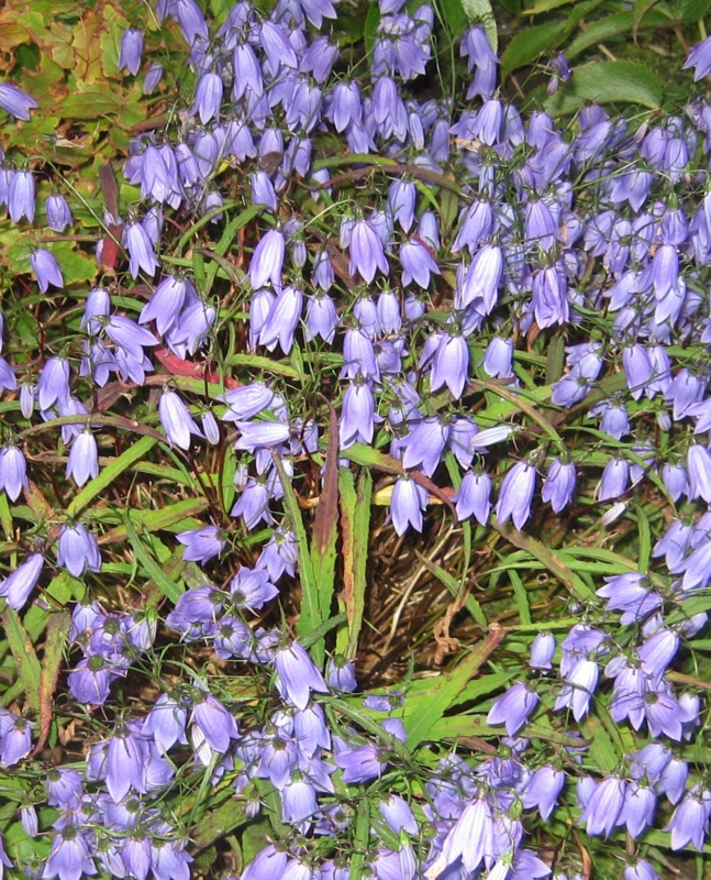 f:id:atarou:20131016063933j:image