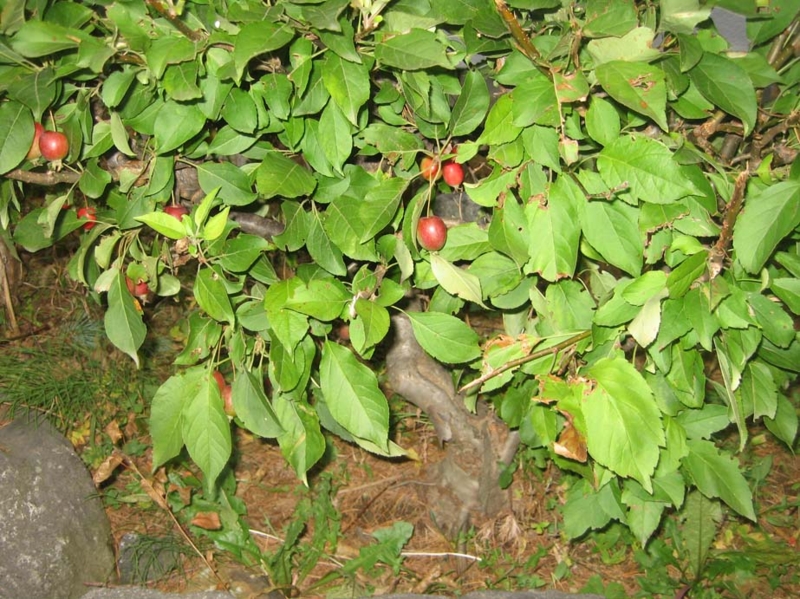 f:id:atarou:20131016070336j:image