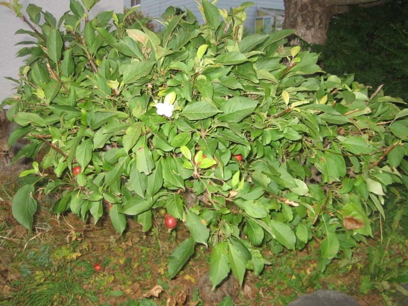 f:id:atarou:20131016070337j:image