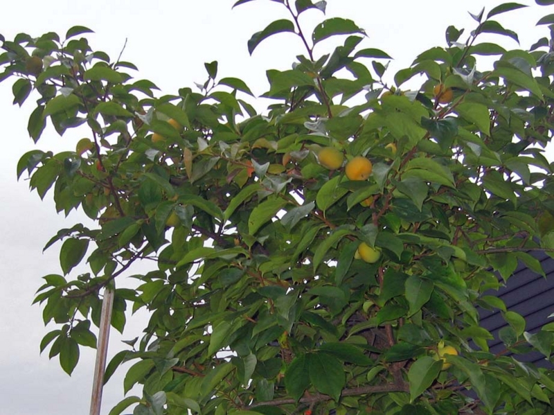 f:id:atarou:20131016085602j:image