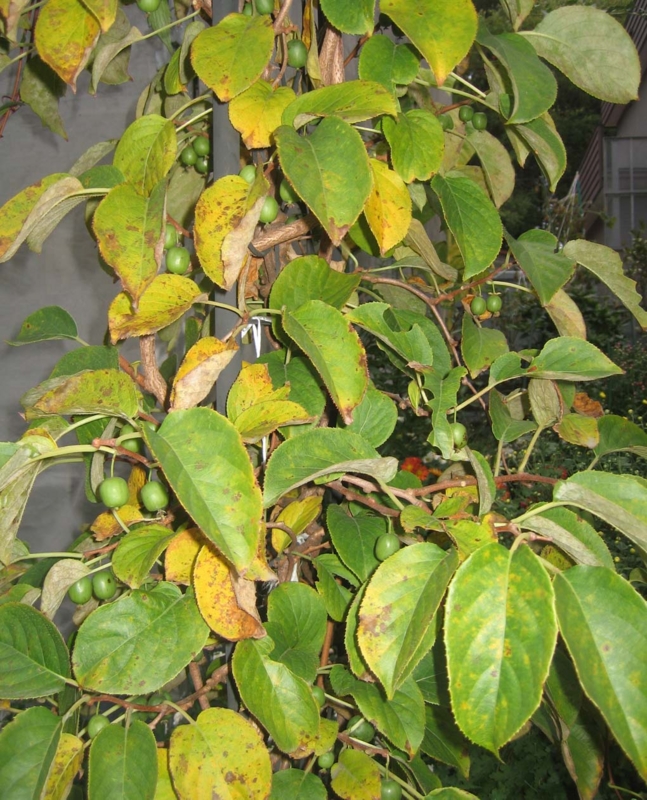 f:id:atarou:20131016090255j:image