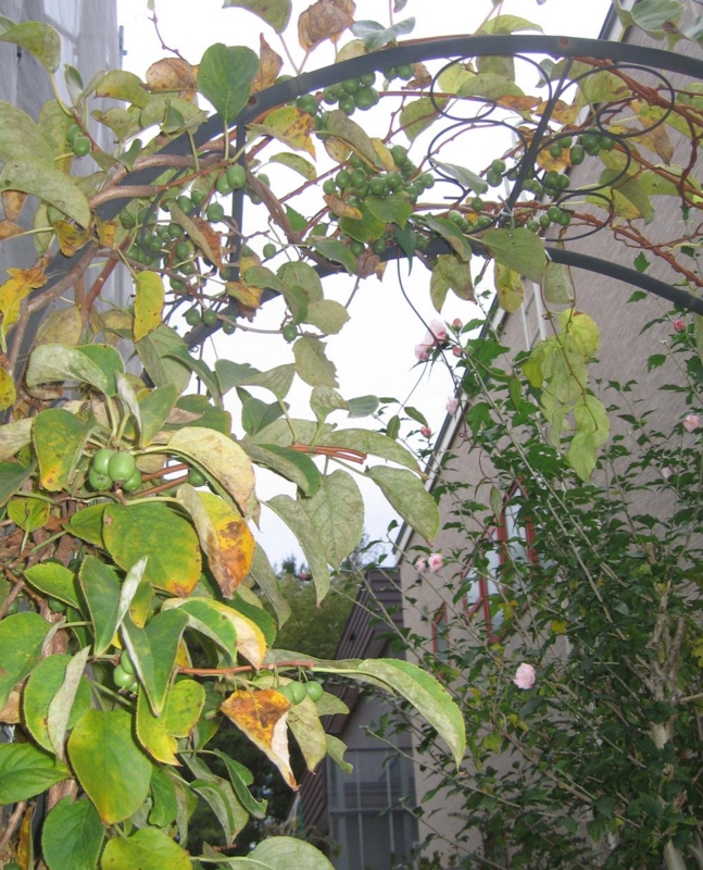 f:id:atarou:20131016090257j:image
