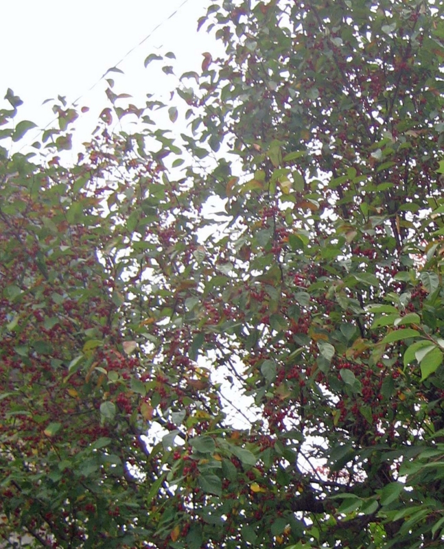 f:id:atarou:20131016090259j:image