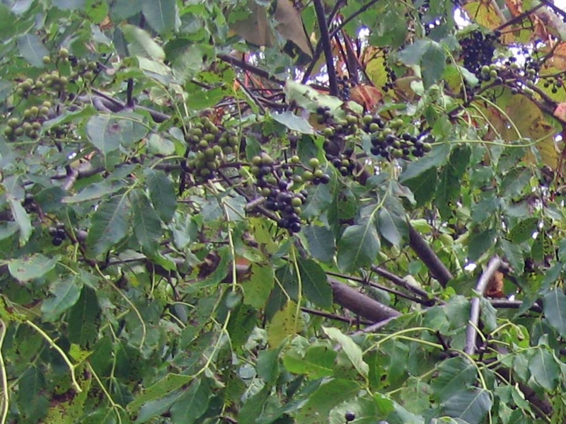 f:id:atarou:20131018085600j:image