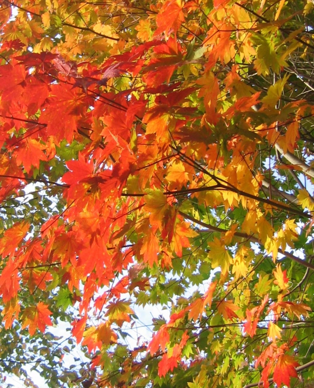 f:id:atarou:20131024070300j:image