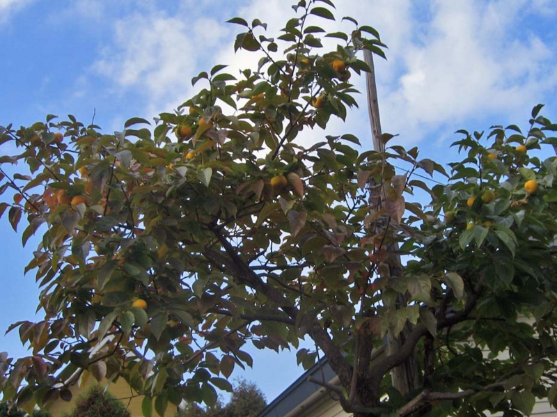 f:id:atarou:20131024085731j:image