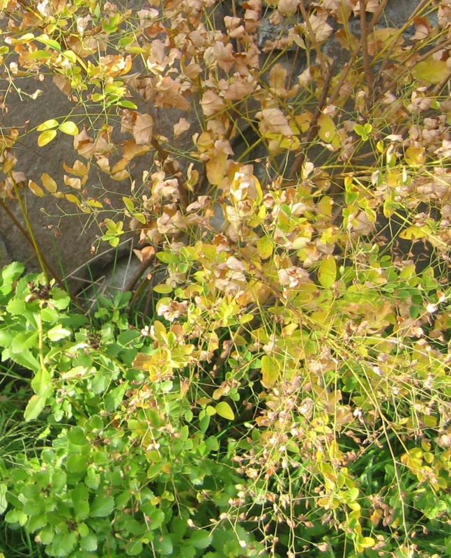 f:id:atarou:20131024085734j:image