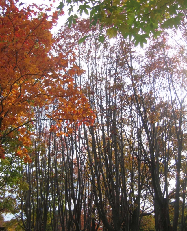 f:id:atarou:20131024085737j:image