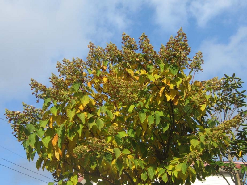f:id:atarou:20131024090458j:image