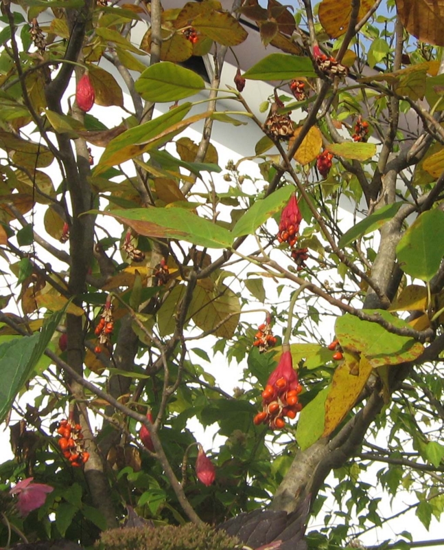f:id:atarou:20131024090502j:image