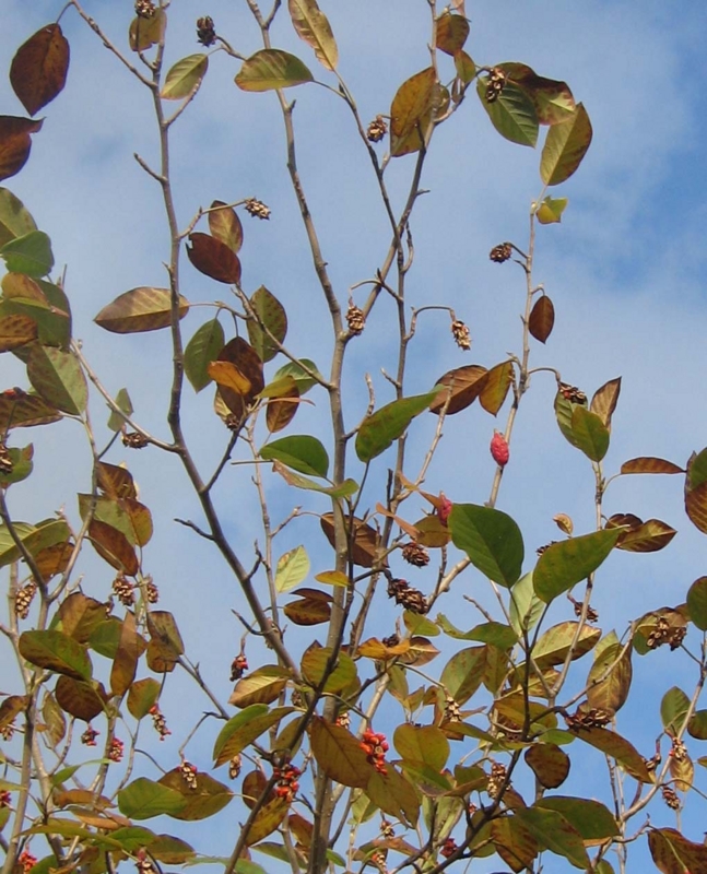 f:id:atarou:20131024090504j:image