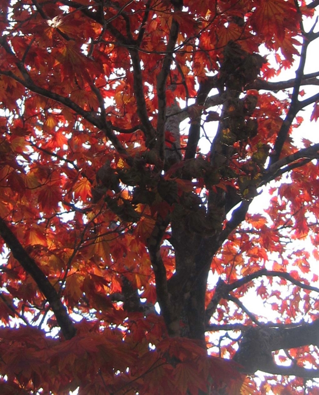 f:id:atarou:20131024091356j:image