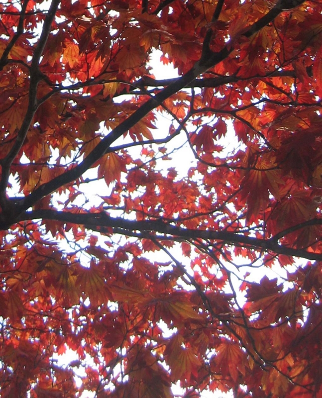 f:id:atarou:20131024091400j:image
