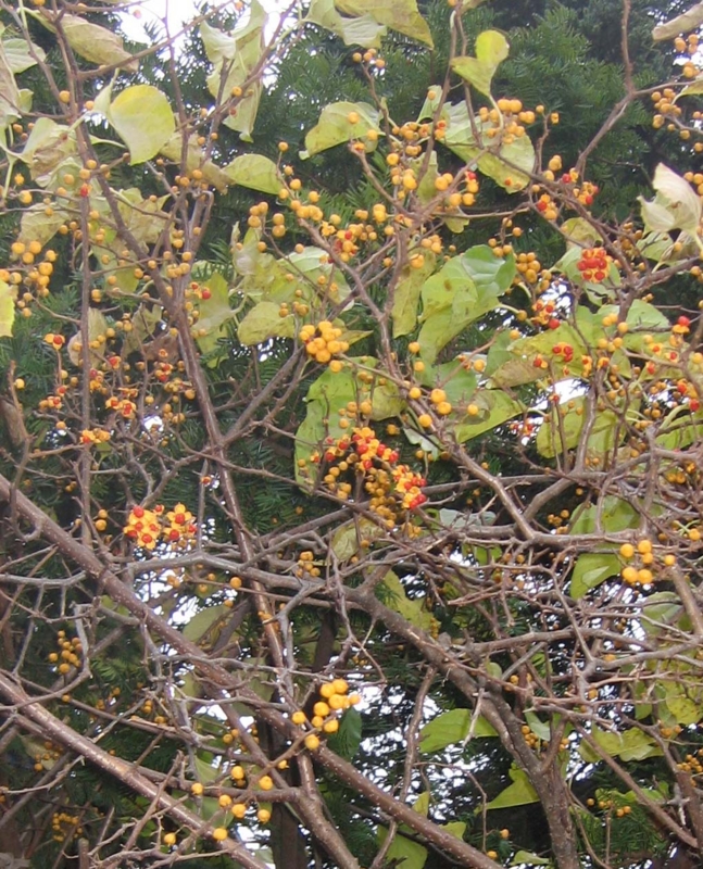 f:id:atarou:20131025060019j:image