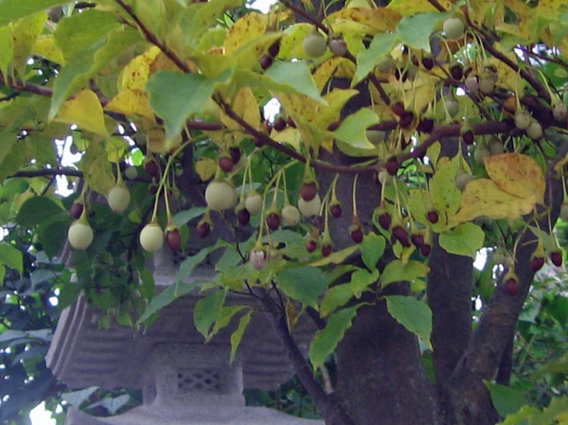 f:id:atarou:20131025062533j:image
