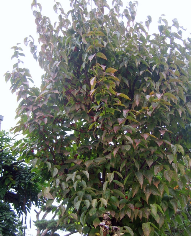 f:id:atarou:20131025062534j:image