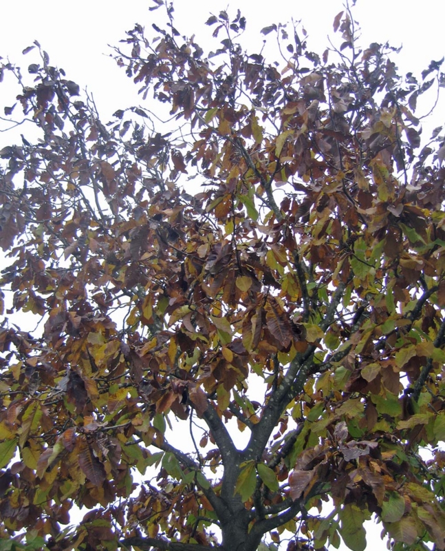f:id:atarou:20131025063254j:image
