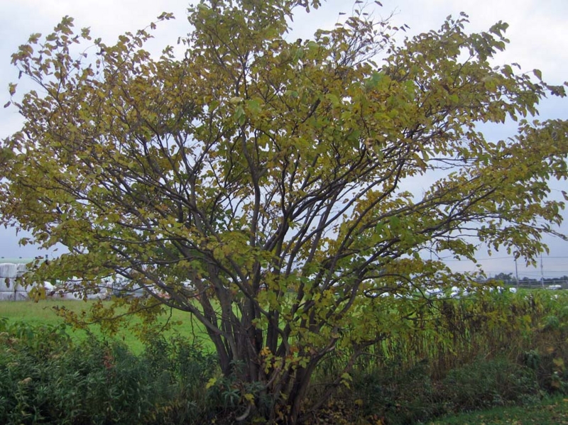 f:id:atarou:20131025064237j:image