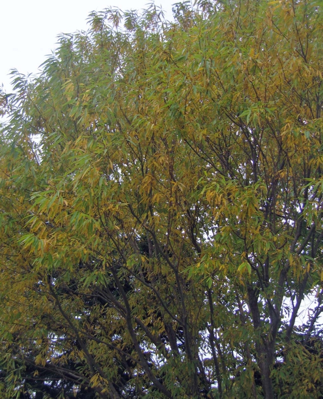 f:id:atarou:20131025064238j:image