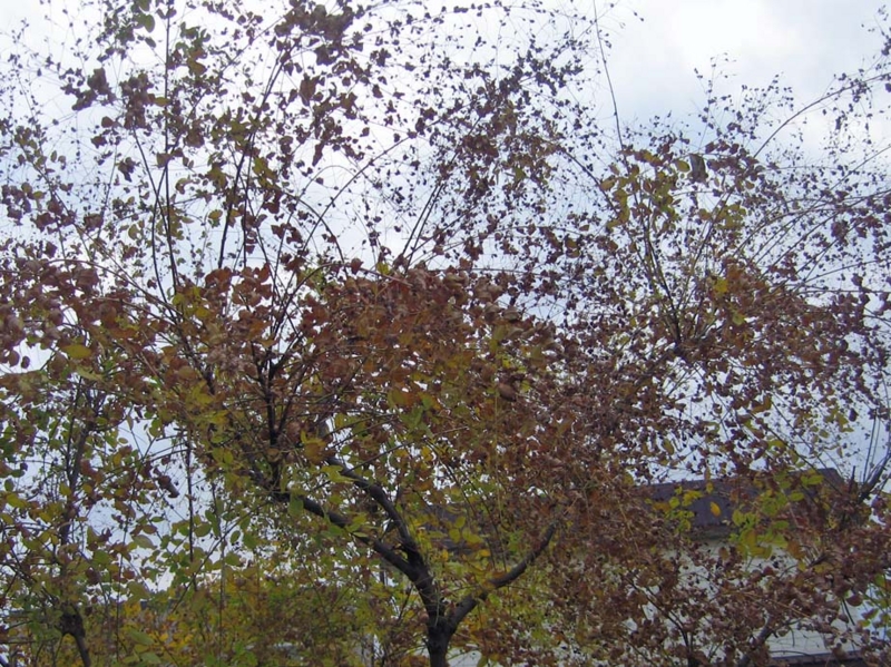 f:id:atarou:20131025064241j:image
