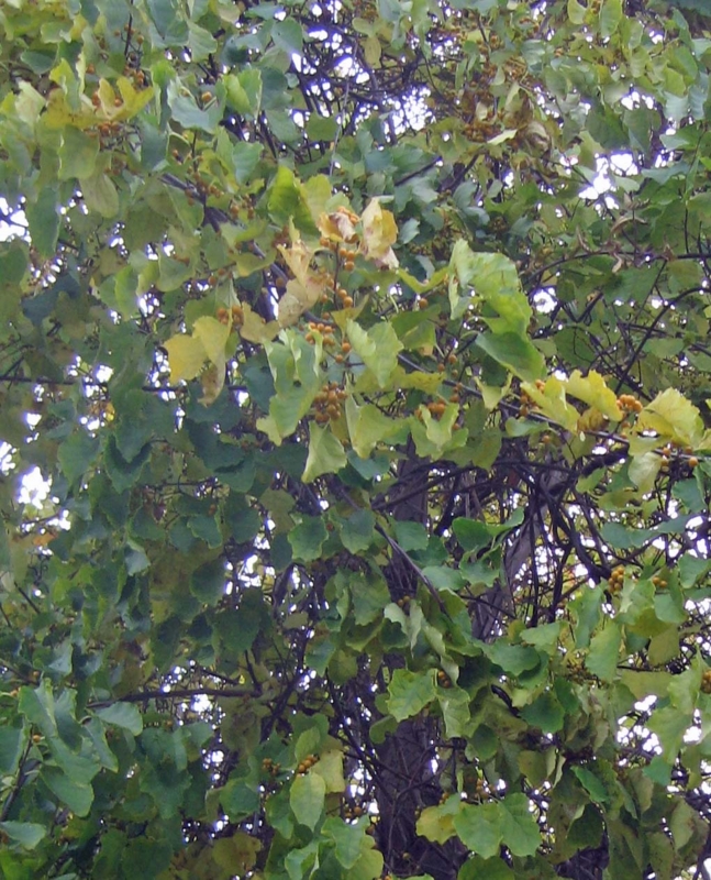 20131027085524